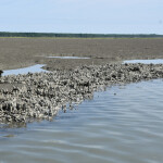 An oyster reef
