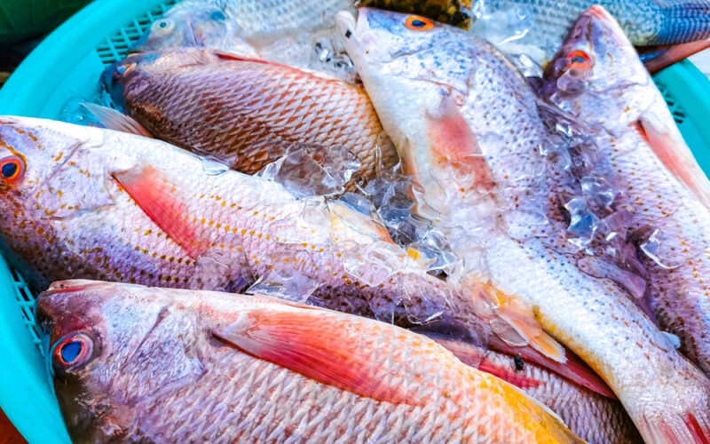fishes