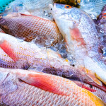 fishes