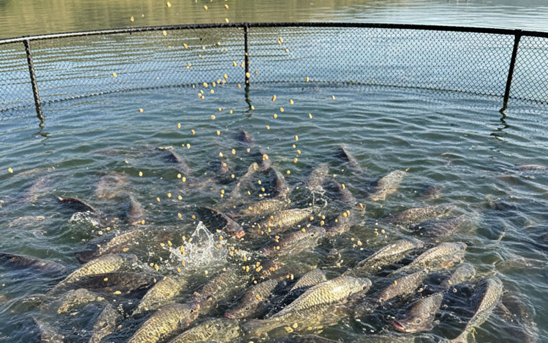 Tilapia in a net pen in Brazil