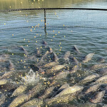 Tilapia in a net pen in Brazil