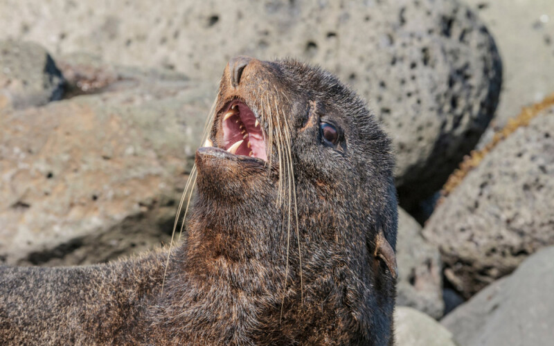 A northern fur seal