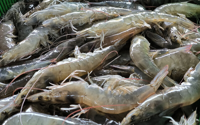 A pile of whiteleg shrimp