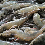 A pile of whiteleg shrimp