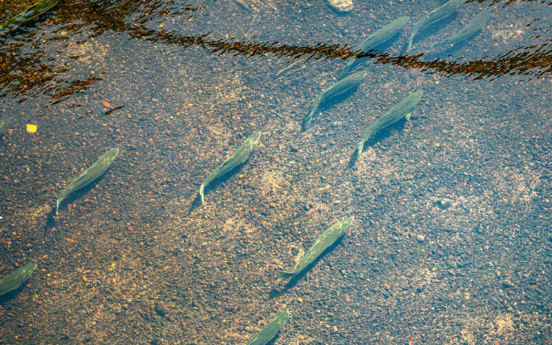 salmons