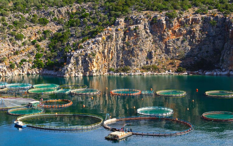 An aquaculture operation in Greece