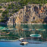 An aquaculture operation in Greece