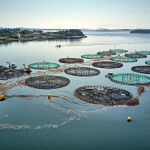 Aquaculture nets in Japan