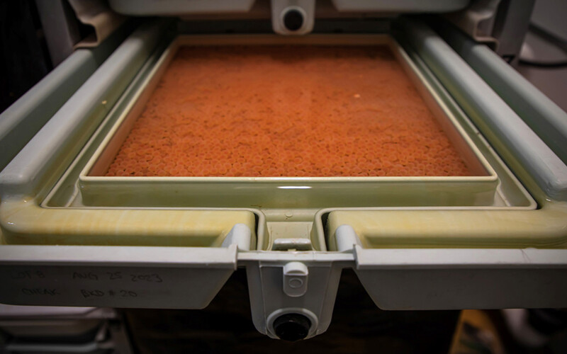 A tray of salmon eggs in a Canadian hatchery
