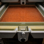 A tray of salmon eggs in a Canadian hatchery