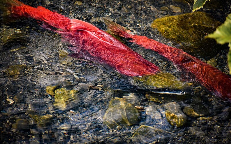 Photo of salmon
