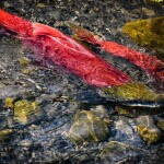 Photo of salmon