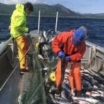 Photo of Alaskan setnetters fishing salmon