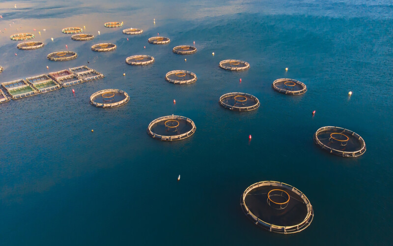 Net pens in the Adriatic Sea