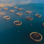 Net pens in the Adriatic Sea