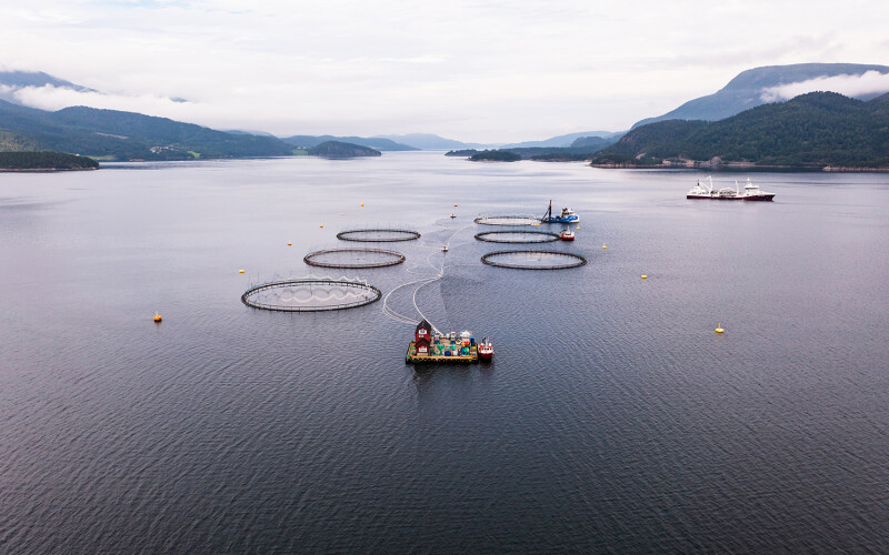 salmon cages in Norway