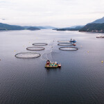 salmon cages in Norway