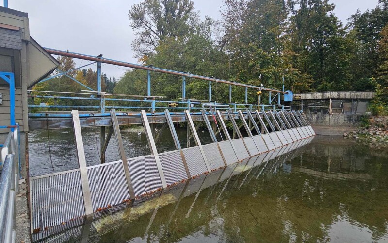 The Quinsam River weir on the Quinsam River