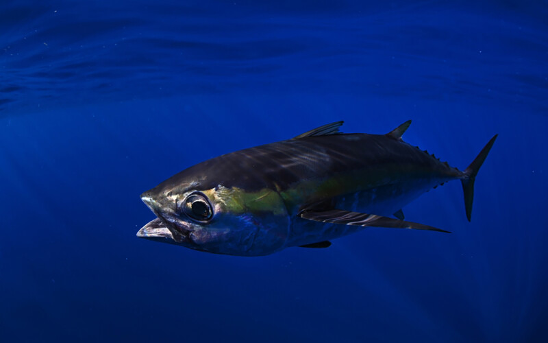 A blackfin tuna swimming