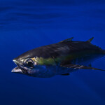 A blackfin tuna swimming