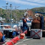 A dock featuring fishermen loading snow crab traps in Newfoundland
