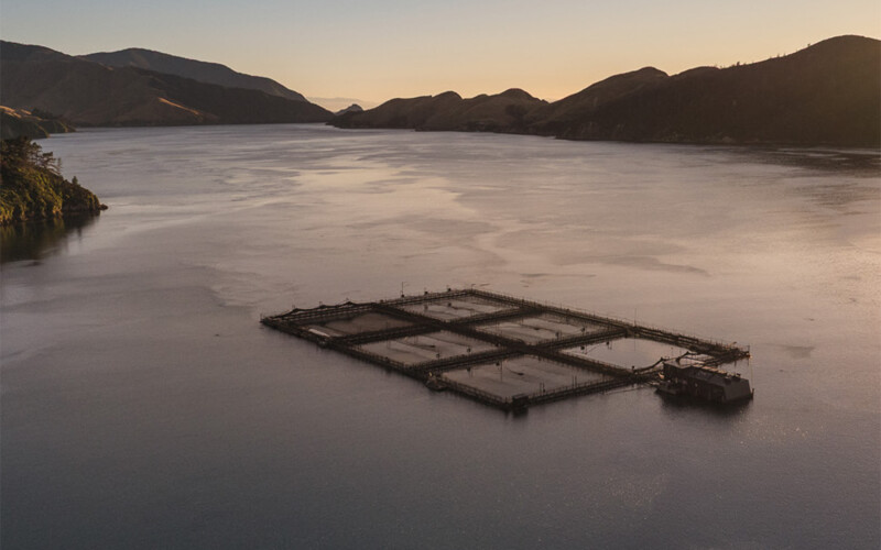 New Zealand King Salmon net pens