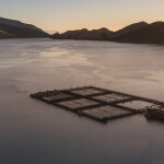 New Zealand King Salmon net pens