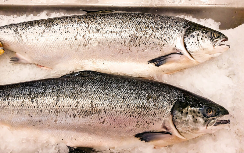 Whole salmon on ice