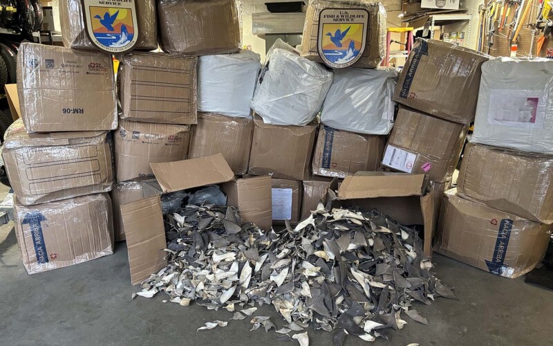 A pile of boxes filled with shark fins seized by the U.S. Fish and Wildlife Service