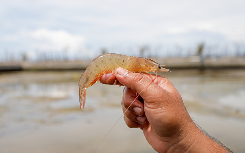A whiteleg shrimp