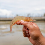 A whiteleg shrimp