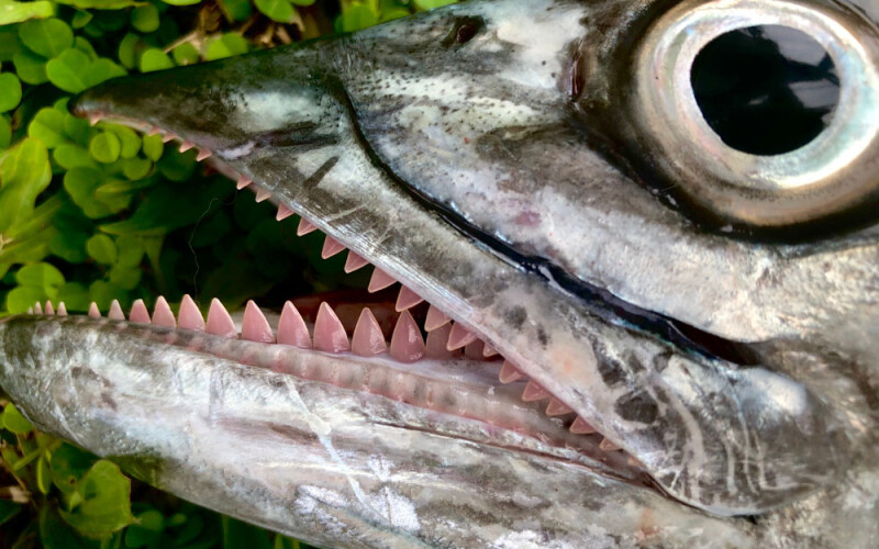 a Spanish mackerel