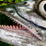 a Spanish mackerel