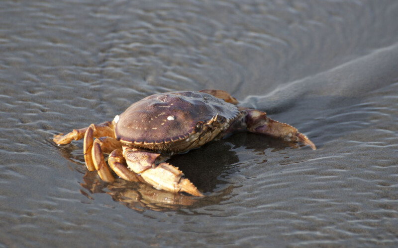 A Dungeness crab