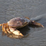 A Dungeness crab