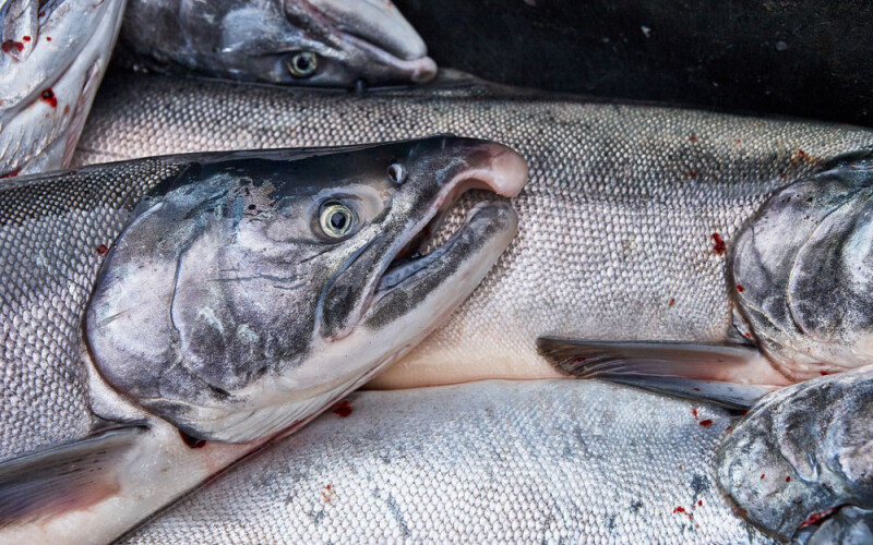 Alaska salmon pile