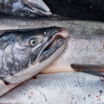 Alaska salmon pile