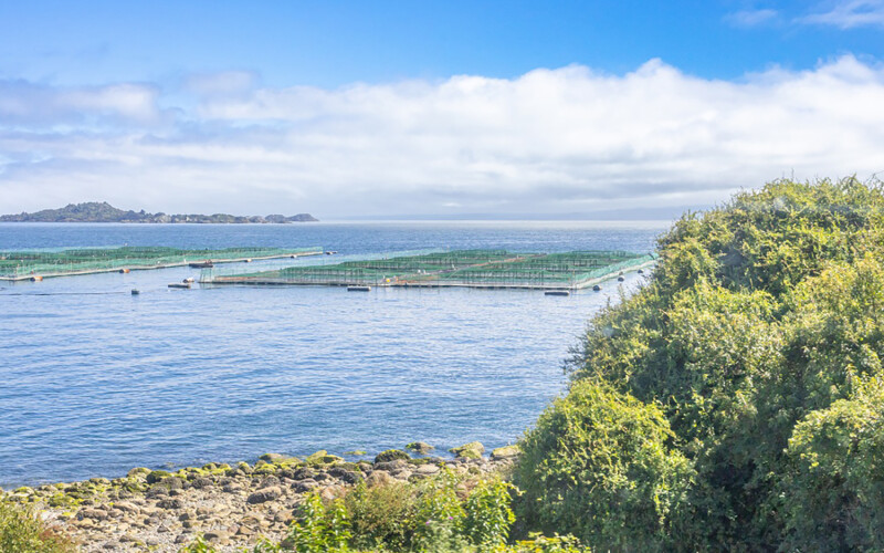 A Chilean salmon farm