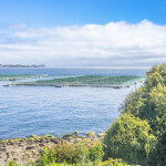 A Chilean salmon farm