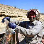 A Pakistani fisherman