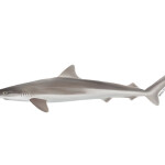 a tope shark