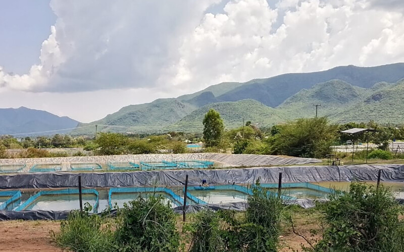 A Victory Farms fish-farming project