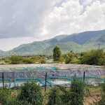 A Victory Farms fish-farming project
