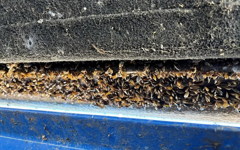 golden mussels