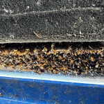 golden mussels
