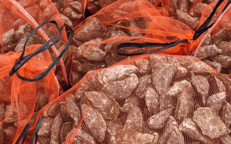 oysters