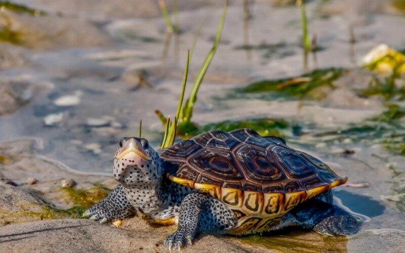 a diamondback terrapin
