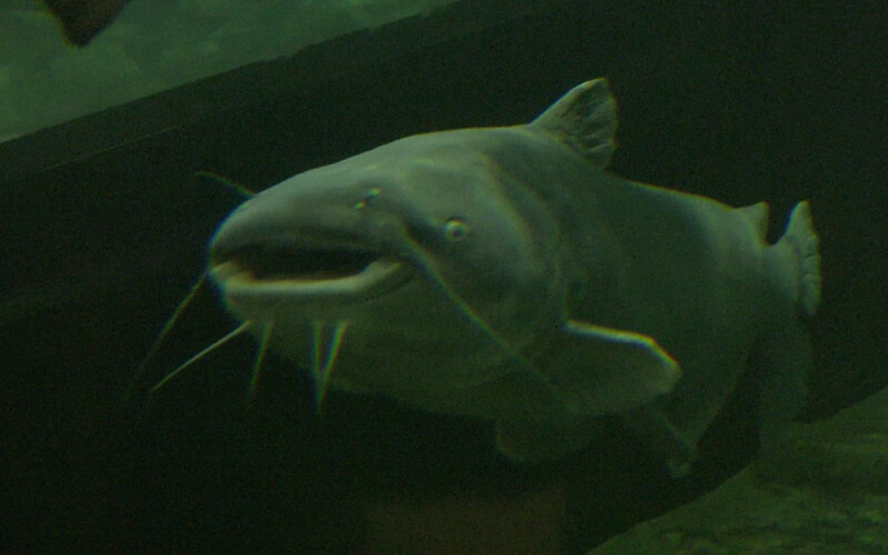 a blue catfish