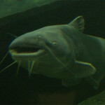 a blue catfish