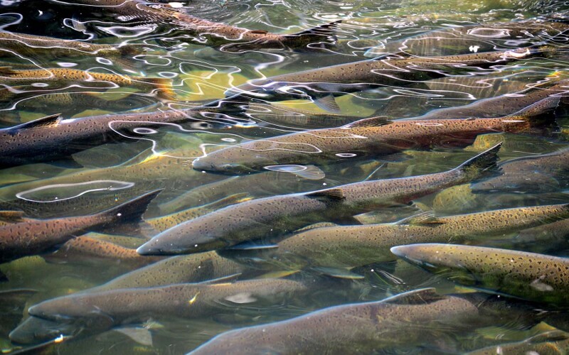 ADF&G released forecast predictions for commercial salmon harvests in 2026